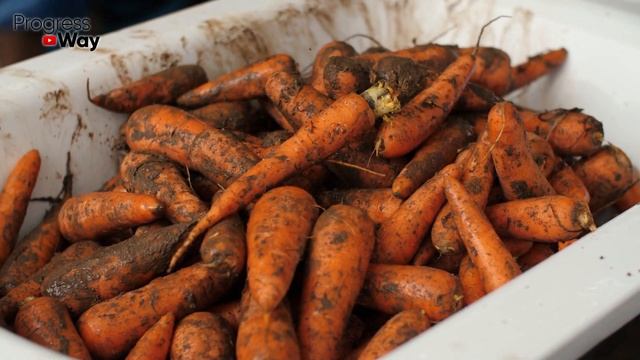 Морковь и свёкла будут сочными всю зиму при таком способе хранения! смотреть онлайн