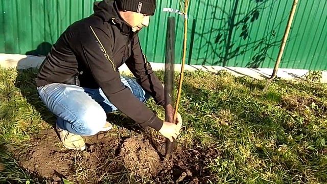 Захист молодих саджанців дерев від зайців | Як використовувати сітку для захисту | Сітка Treex