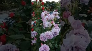 Роза Навалис супер роза