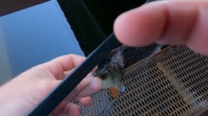 РЫБАЛКА НА ЭКРАНЫ ПОД МОСТОМ. Наловил кучу рыбы.