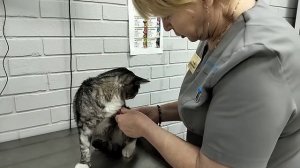 Кот жалуется доктору что болеет - ветклиника Добрый Доктор