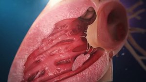 Анатомия человеческого сердца Анатомия человеческого сердца 2020 (3D-медицинская анимация)