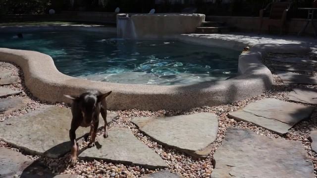 Купание собак в домашнем бассейне смотреть онлайн
