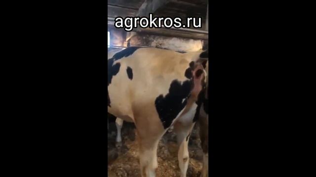 Продажа КРС. Молочных нетелей. Молочные породы КОРОВ. Корова дает много молока. agrokros.ru #крс