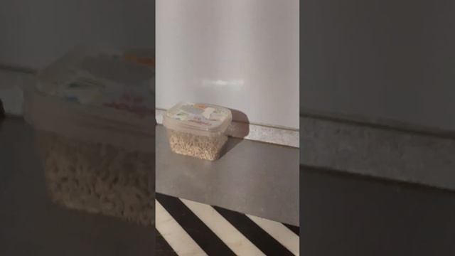 Проращиваем семена подсолнечника смотреть онлайн