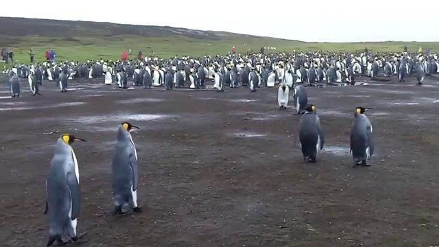 Penguins at Volunteer Point Falkland /Malvinas Islands смотреть онлайн