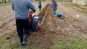 Мотоблок МТЗ с двигателем Weima 13, Посадка картофеля в борозду, фрезерование