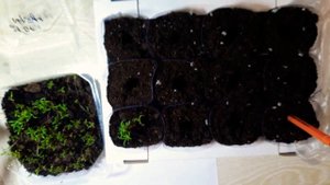 ПОРТУЛАК НУЖНО ПИКИРОВАТЬ ТАК!