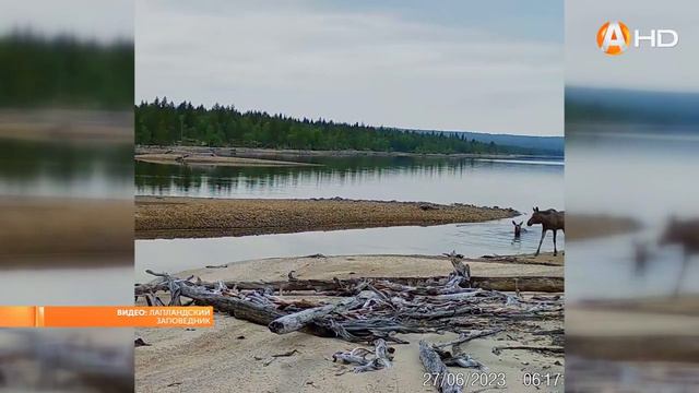 Наши лоси - 500 килограммов живой массы и всё это на растительном корме смотреть онлайн