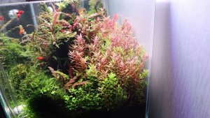 Chihiros RGB Vivid II: распаковка светильника и первые впечатления.