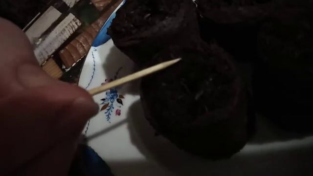 Пеларгония первые посадки 2019г смотреть онлайн