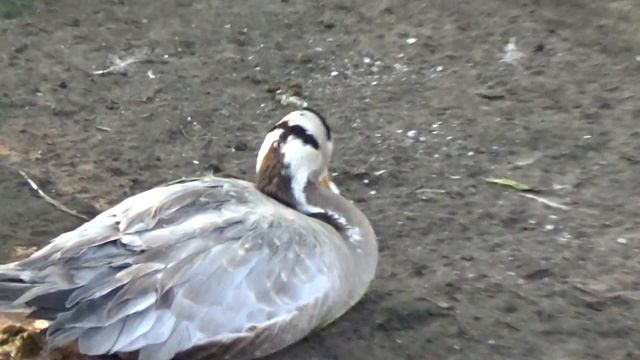 Горный гусь (bar-headed goose) смотреть онлайн