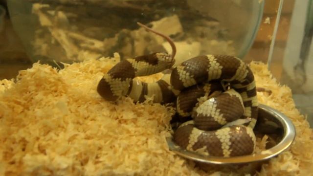 Ням! (змейса жрёт мыша) смотреть онлайн