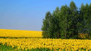Подсолнухи, подсолнухи, вы украшенье лета...