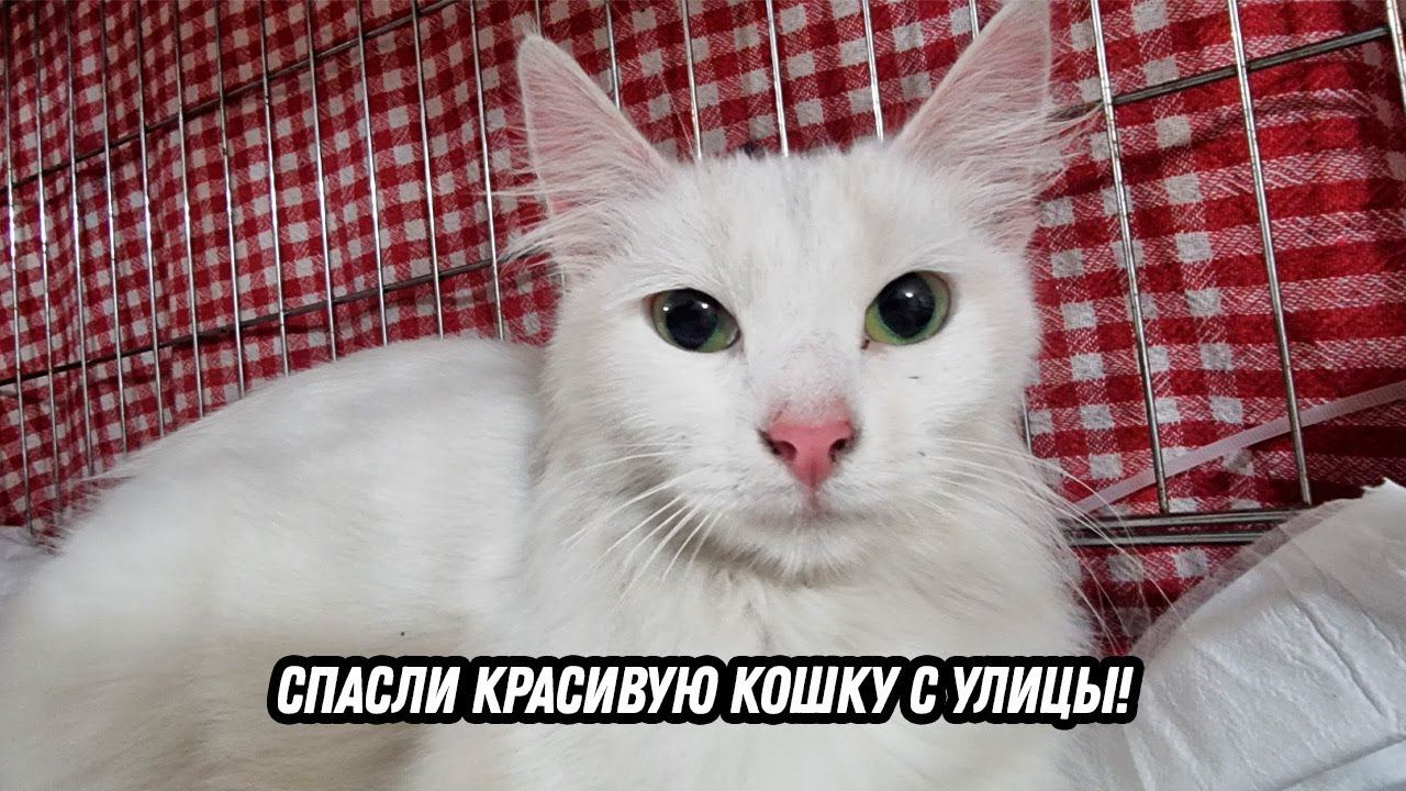 Спасли красивую кошку с улицы!