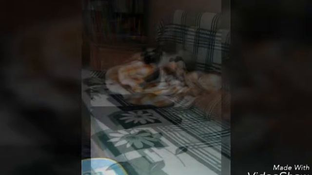 Моя кошка Варя. смотреть онлайн