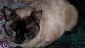 КИСКИ, баю-бай....avi