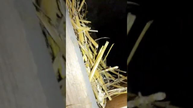 Несушка Ламан браун, Легорн собираем яйцо. смотреть онлайн