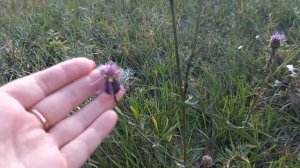 Серпуха и Осот отличия.