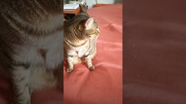 Любимые игрушки моего кота