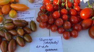 Урожайные сорта томатов Черри. Сорта со сложными кистями