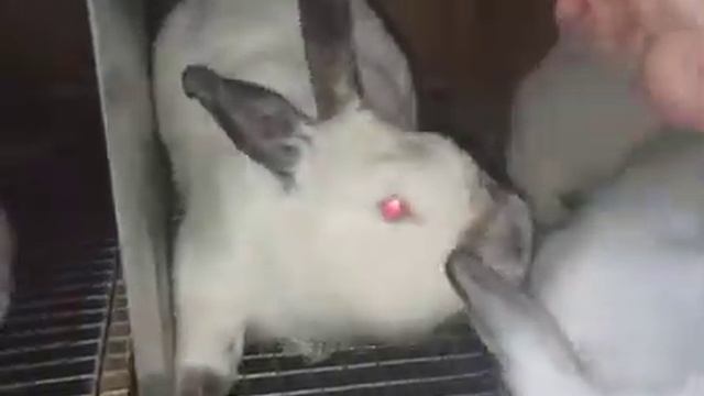 Калифорнийские кролики начали набрать свой пигмент смотреть онлайн