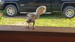 Попугай какаду без перьев танцует рэп.