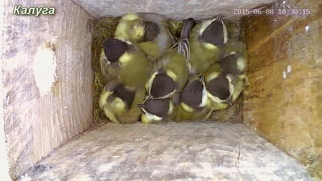 Большая синица. От яйца до взрослого птенца. смотреть онлайн