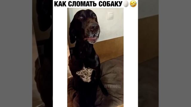 Собака с перебинтованной лапой. Наложение гипса собаке на лапу. Как сломать собаку. Открытый перелом у собаки. Как сломать собаку.