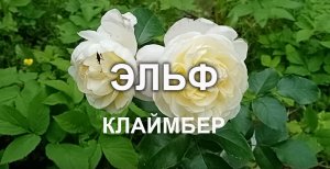 плетистая роза ЭЛЬФ бело-лимонного цвета