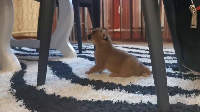 Маленький каракал чирикает. смотреть онлайн