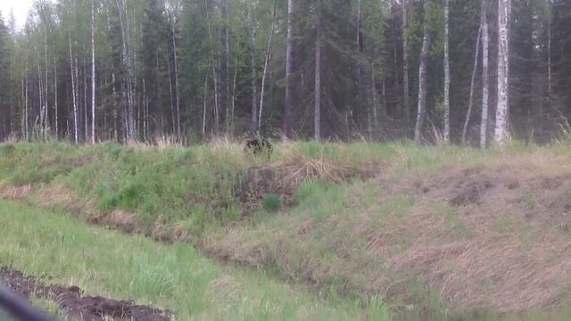 Медвежата на трассе Тюмень - Ханты-Мансийск смотреть онлайн