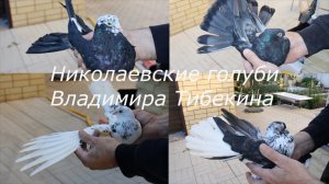 Николаевские голуби