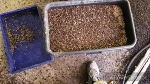 #19 Черная львинка. Выращиваем живой корм ч.1