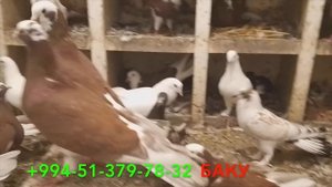 Бакинские широкохвостые голуби Рзаева Алика в Баку!