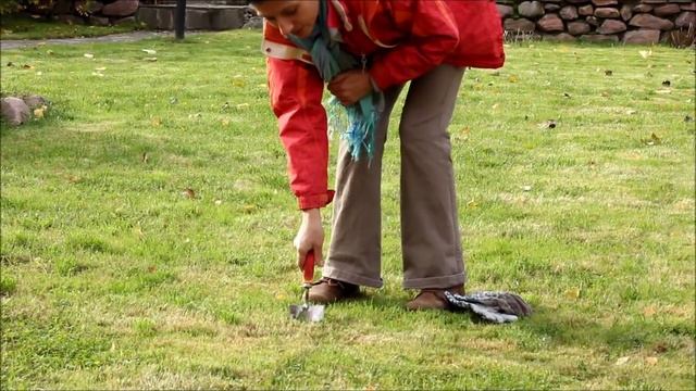 Уход за газоном. sadovymir.ru смотреть онлайн