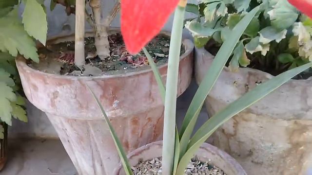 Amaryllis flowers
