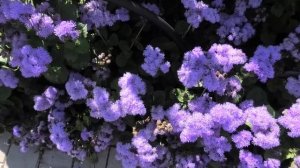 Замечательный цветок однолетник агератум, опыт выращивания.