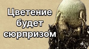 Радость или разочарование от будущего цветения. Адениуму два года. Пора показать? 22 апреля 2024 г