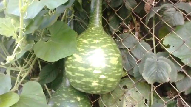 #3.Тыква Лагенария смотреть онлайн