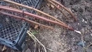 ?Укрытие ежевики на зиму.Обрезка,обработка,мульчированиеПодробное видео.