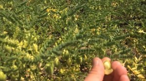 Посев нута, месяц после лентаграна. 29.06.18