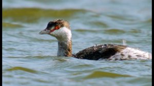 Поганка красношейная (Podiceps auritus) - Horned Grebe