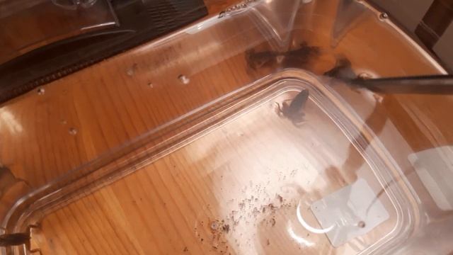 Аквариумные лягушки. Кормление замороженным кормом. Аквариум 3 литрa смотреть онлайн