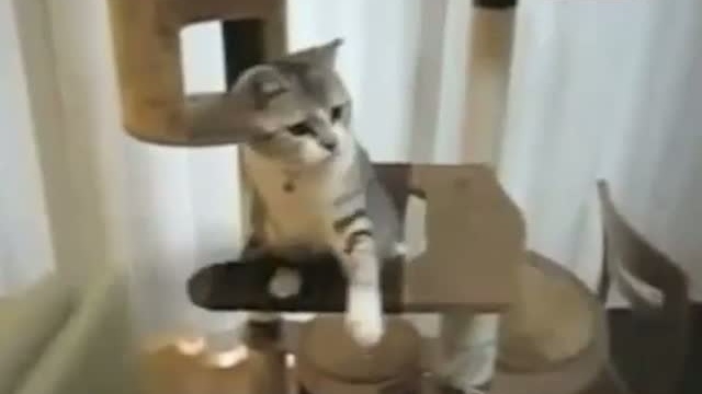 Кошку доведут до сумасшествия