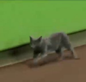 Кошка бегает по бейсбольному полю