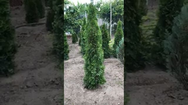Мастер 18.18.18 и его результаты. Видео отзыв покупателя!!!