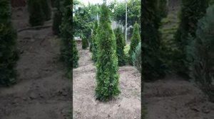 Мастер 18.18.18 и его результаты. Видео отзыв покупателя!!!