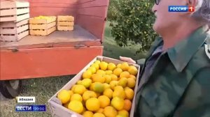 Абхазские мандарины в Абхазии стоят 50 рублей в Москве 200рублей