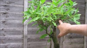 Cornus Sanguinea Dogwood as Bonsai May 2019